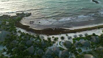 sargasses algue connu comme gulfweed couvertures magnifique des plages aérien vue video