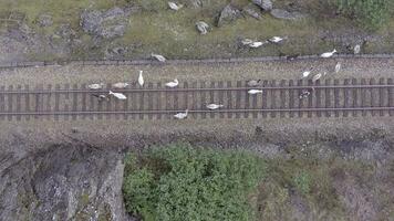 animais caminhando ao longo uma estrada de ferro rastrear pondo em perigo próximo trens video