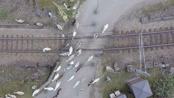 animaux en marchant le long de une chemin de fer Piste mettant en danger approche les trains video