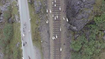 animais caminhando ao longo uma estrada de ferro rastrear pondo em perigo próximo trens video