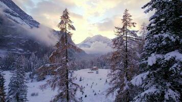 dolce volante visualizzazioni attraverso il svizzero inverno paesaggio alberi video