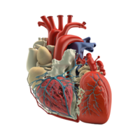 Heart anatomy on transparent background, created with png