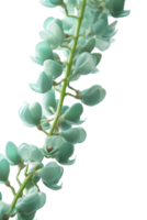 jade vino flores en transparente fondo, creado con generativo ai png