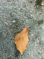 seco marrón hojas aislado en un pista la carretera foto