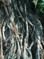 textura antecedentes de árbol raíces en el maletero de antiguo árbol foto