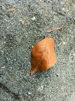 Dried brown leaves isolated on a tarmac road photo