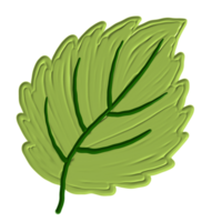 a green leaf png