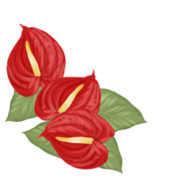 red flower anthurium png