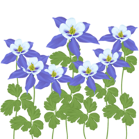 bleu aquilège fleur png