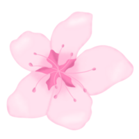 mano disegnato sakura fiorire png