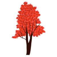 hand drawn maple tree png