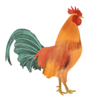 uma frango ilustração png