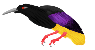 bird of paradise illustration png