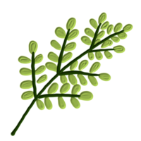 une feuille verte png