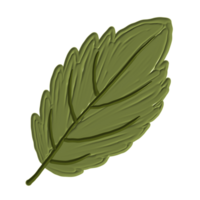 une feuille verte png