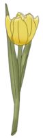 gelbe Tulpenblume png