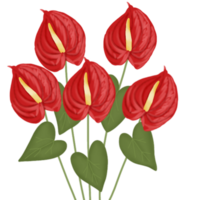 anthurium fiore illustrazione png