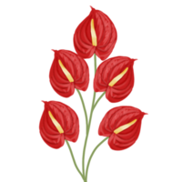 flor de antúrio vermelho png