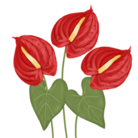 anthurium fiore illustrazione png