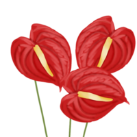 fiore di anthurium rosso png