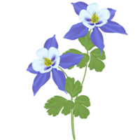 aquilegia flower illustration png