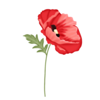 coquelicot fleur illustration png