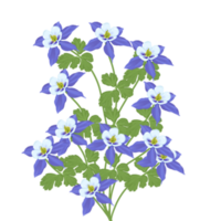 bleu aquilège fleur png