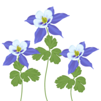 bleu aquilège fleur png