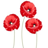 papavero fiore illustrazione png