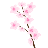 main tiré Sakura fleur png