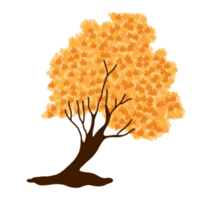 hand drawn maple tree png