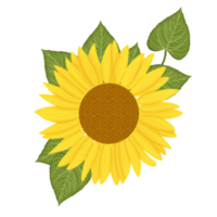 mão desenhado Sol flor png