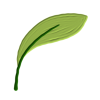 une feuille verte png