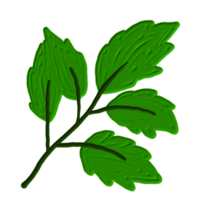 una hoja verde png