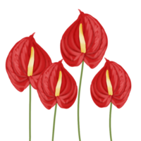 anthurium flower illustration png
