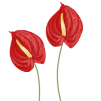 red anthurium flower png