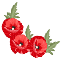 papaver bloem illustratie png