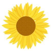 hand drawn sun flower png