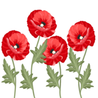 amapola flor ilustración png