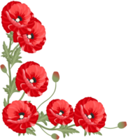 amapola flor ilustración png