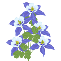 bleu aquilège fleur png