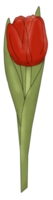 rode tulpenbloem png