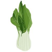 hand- getrokken groenten illustratie png