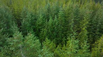 plantage bos- en beheerd Woud in Schotland video