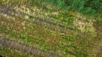 plantage bos- antenne visie tonen ontbossing en geplant bossen video