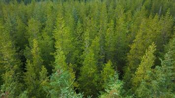 plantation des bois et géré forêt dans Écosse video