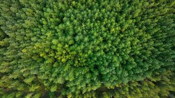 plantation des bois et géré forêt dans Écosse aérien vue video