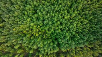 plantage skog och lyckades skog i skottland antenn se video