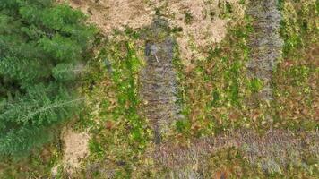Plantation Woodland Aerial View Showing Deforestation and Planted Forests video