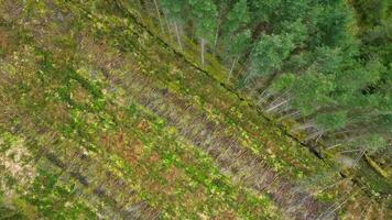 Plantage Wald Antenne Aussicht zeigen Abholzung und gepflanzt Wälder video